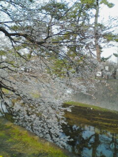 sakura1.jpg